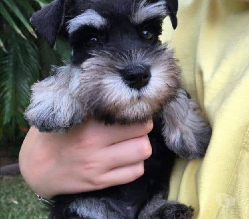 Gatos en Venta Santiago Las Condes - Fotos de Hermosos Cachorros Schanuzer Miniatura