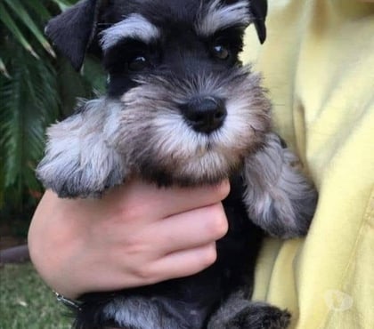 Mascotas en Venta Las Condes Santiago - Fotos de Hermosos Cachorros Schanuzer Miniatura