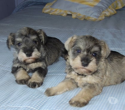 Gatos en Venta Quillota Quillota - Fotos de cachorros SCHNAUZER miniatura inscrito KCC oferta