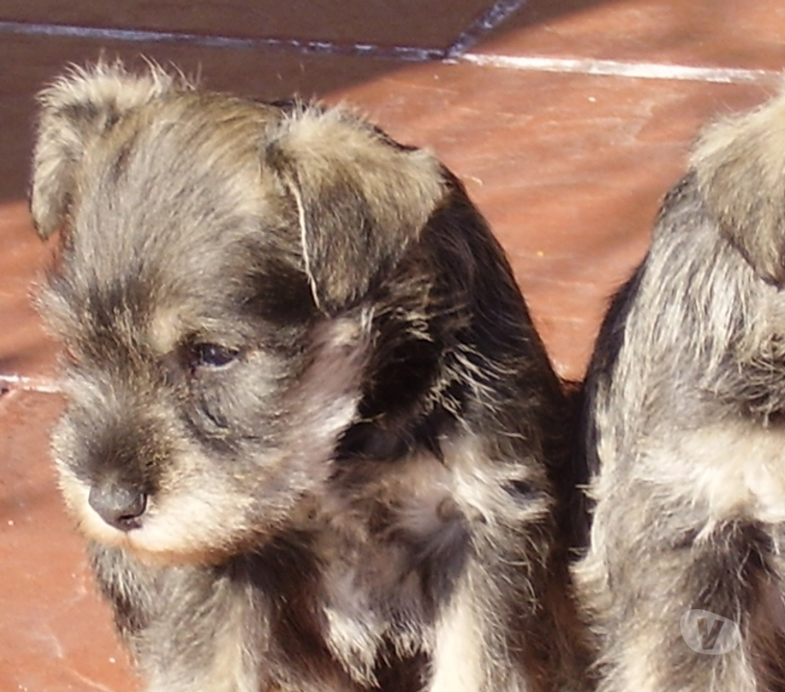 Gatos en Venta Quillota Quillota - Fotos de CACHORRO von HA A N schnauzer INSCRITO KCC OFERTA