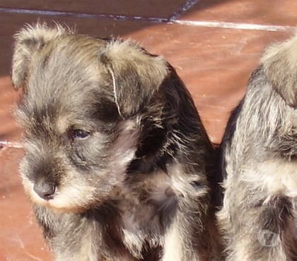 Venta de Mascotas Quillota Quillota - Fotos de CACHORRO von HA A N schnauzer INSCRITO KCC OFERTA