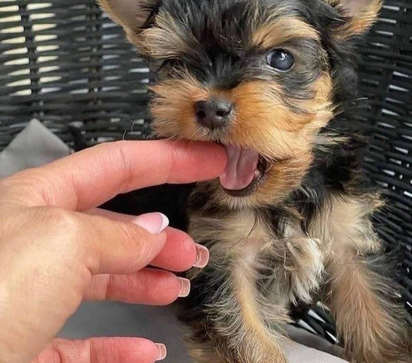 Perros en Venta Las Condes Santiago - Fotos de Hermosos Cachorros Yorkshire de Dos Meses de Vida