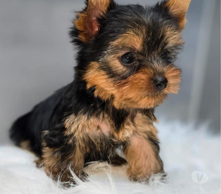Gatos en Venta Santiago Las Condes - Fotos de Hermosos Cachorros Yorkshire de Dos Meses de Vida