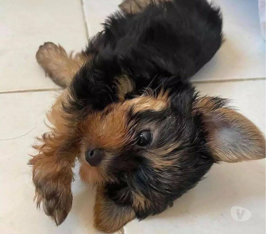 Gatos en Venta Santiago Las Condes - Fotos de Hermosos Cachorros Yorkshire de Dos Meses de Vida