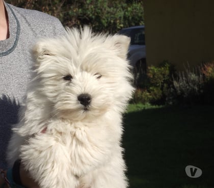 Mascotas en Venta Quillota Quillota - Fotos de WESTY CACHORROS inscrito KCC OFERTA DISPONIBLES