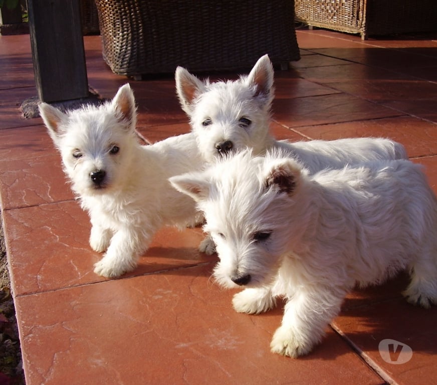 Gatos en Venta Quillota Quillota - Fotos de WEST HIGHLAND WHITE terrier INSCRITO KCC OFERTA DISPONIBLES