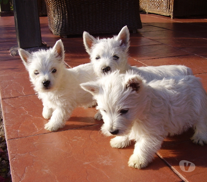 Perros en Venta Quillota Quillota - Fotos de WEST HIGHLAND WHITE terrier INSCRITO KCC OFERTA DISPONIBLES