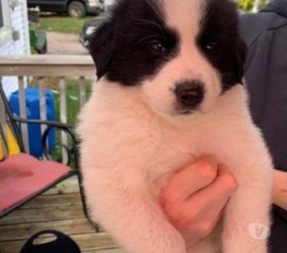 Venta de Mascotas Las Condes Santiago - Fotos de Hermosos Cachorros Border Collie