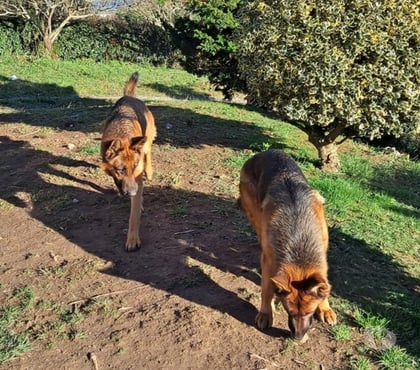 Venta de Mascotas Las Condes Santiago - Fotos de Protectores y Leales, Cachorros Pastor Alemán