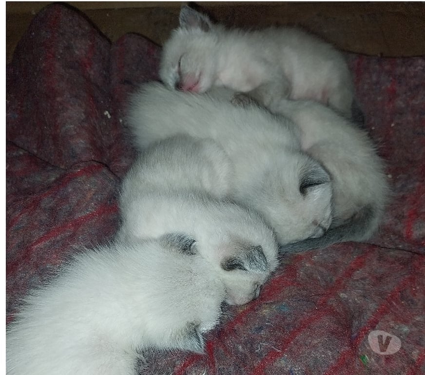 Gatos en Venta Talca Talca - Fotos de Vendo gatitos Siamés nacidos el 4 de agosto