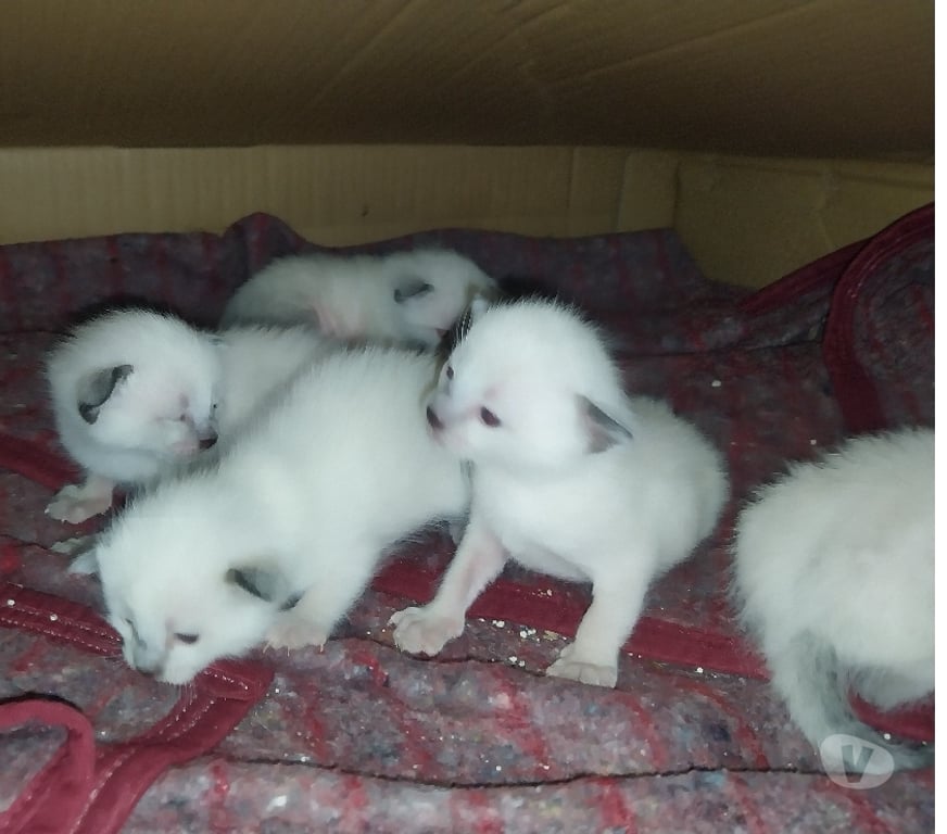 Gatos en Venta Talca Talca - Fotos de Vendo gatitos Siamés nacidos el 4 de agosto