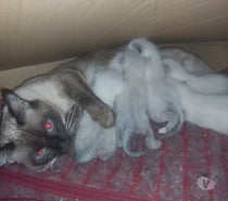 Vendo gatitos Siamés nacidos el 4 de agosto