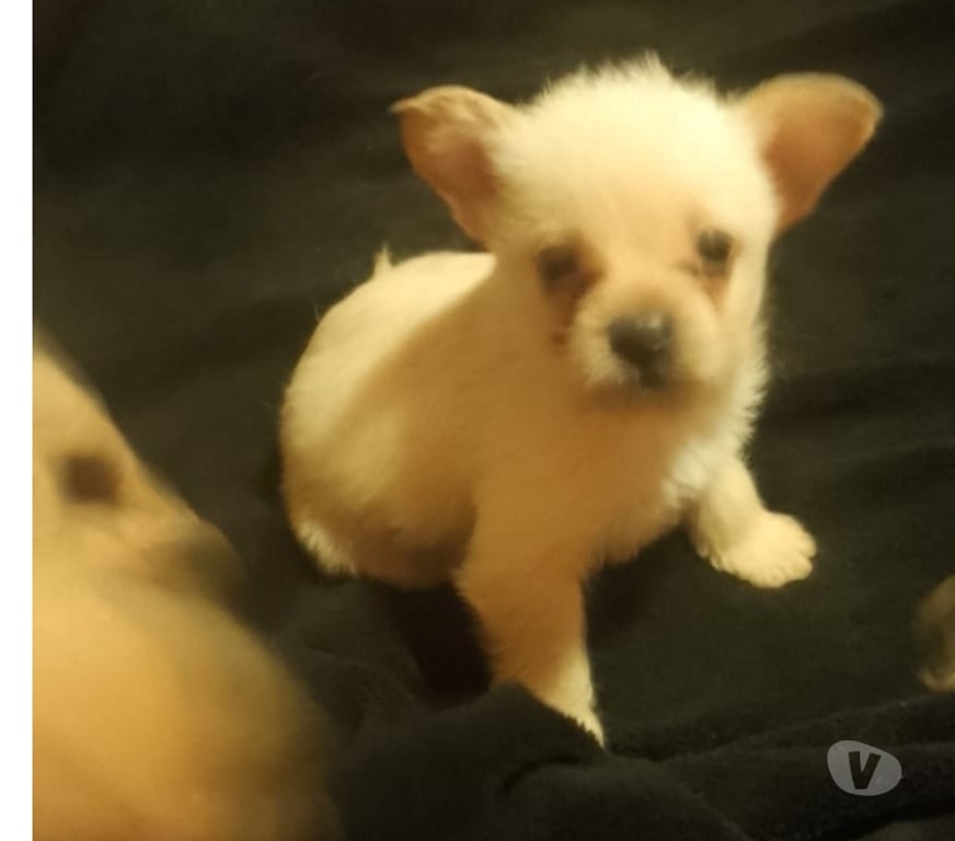 Gatos en Venta Santiago Vitacura - Fotos de Preciosos chihuahuas mini pelo largo