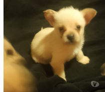 Preciosos chihuahuas mini pelo largo