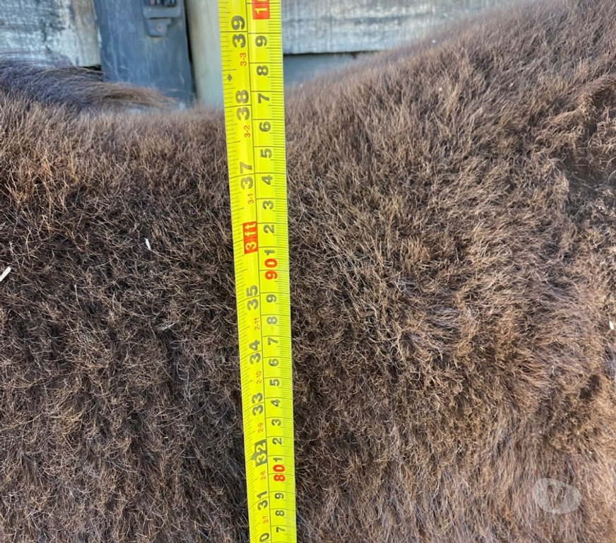 Venta de Ganados Osorno Purranque - Fotos de Pony mini horse