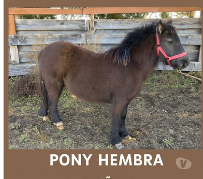 Venta Ganado - Animales Purranque Osorno - Fotos de Pony mini horse