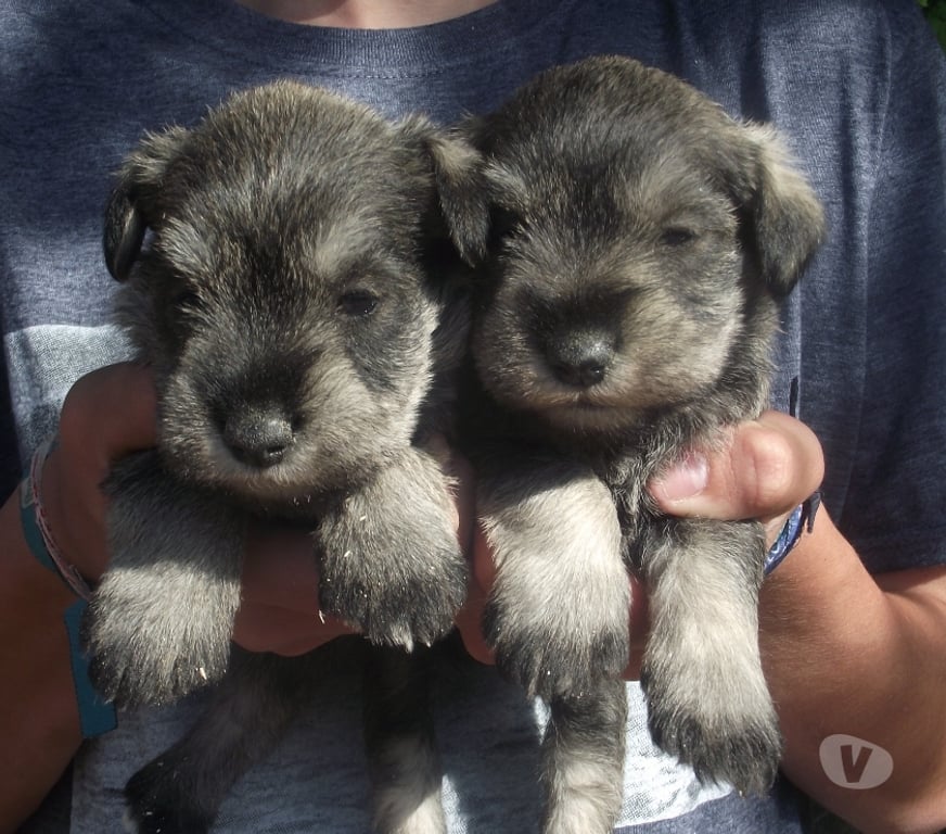 Gatos en Venta Quillota Quillota - Fotos de SCHNAUZER mini Inscritos KCC hembritas DISPONIBLE Ofertas