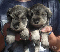 SCHNAUZER mini Inscritos KCC hembritas DISPONIBLE Ofertas