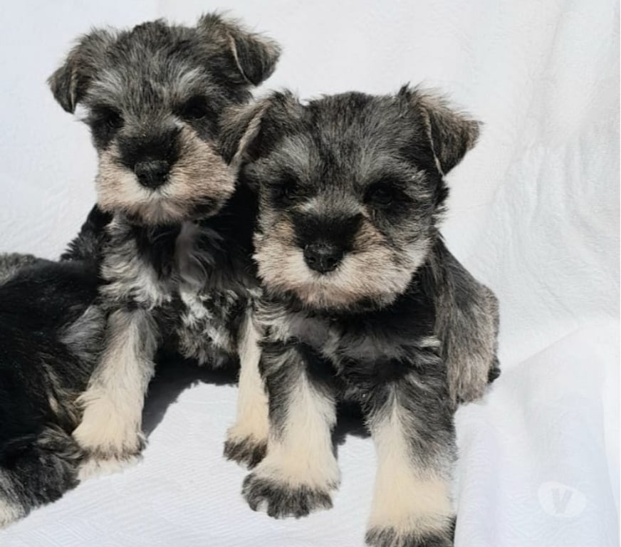 Gatos en Venta Quillota Quillota - Fotos de SCHNAUZER mini Inscrito KCC hembritas DISPONIBLES
