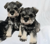 SCHNAUZER mini Inscrito KCC hembritas DISPONIBLES