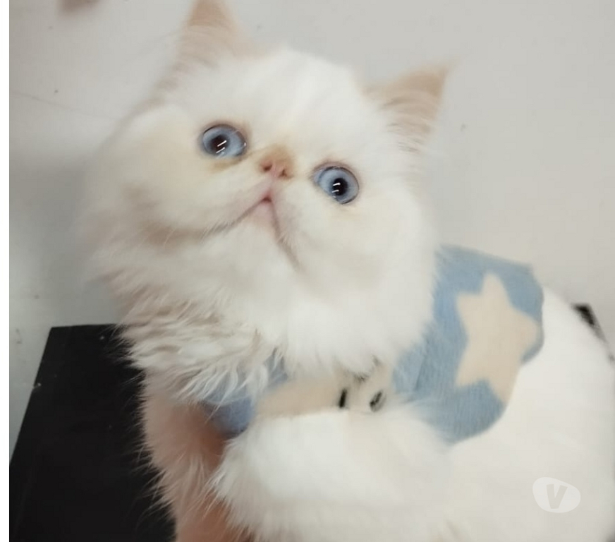 Gatos en Venta Talagante El Monte - Fotos de Gatitos persa hembra y macho