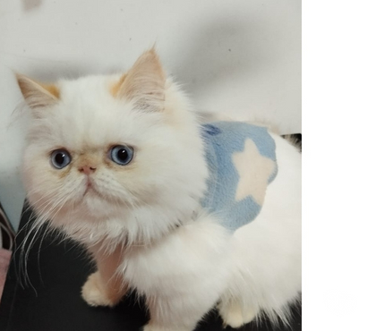 Gatos en Venta El Monte Talagante - Fotos de Gatitos persa hembra y macho