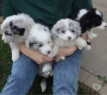 Border collie bellos