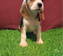 Raza Beagles encantadores