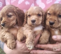 Lindos cachorros cocker