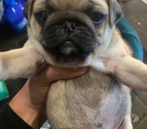 Raza pug cachorros