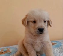 Raza golden retriever