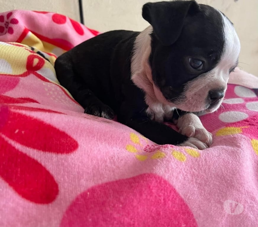 Gatos en Venta Concepción Concepción - Fotos de Cachorros boston terrier