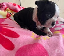 Cachorros boston terrier