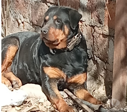 Venta de Mascotas La Pintana Santiago - Fotos de rottweiler hembra
