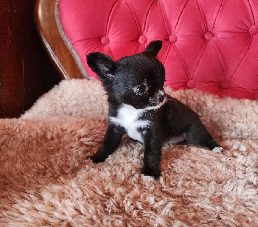 Gatos en Venta San Antonio El Tabo - Fotos de Chihuahua mini manzanita