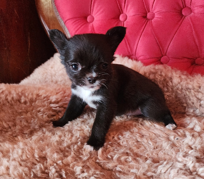 Mascotas en Venta El Tabo San Antonio - Fotos de Chihuahua mini manzanita