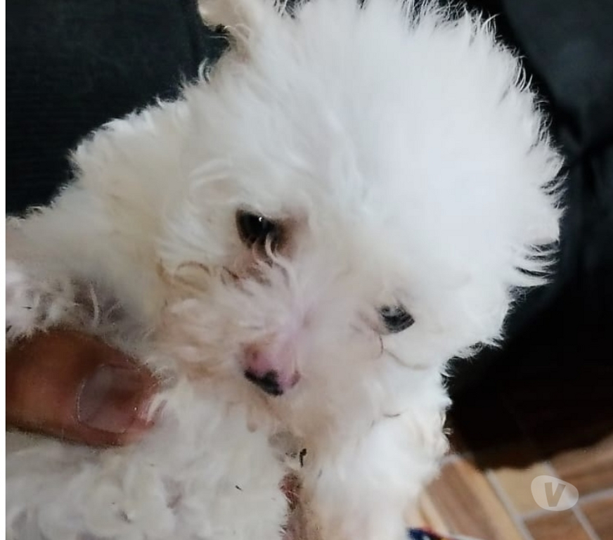 Gatos en Venta Santiago La Granja - Fotos de Lindos poodle maltes