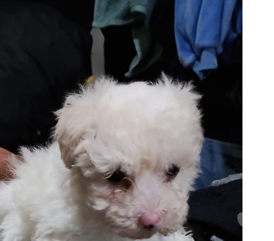 Gatos en Venta Santiago La Granja - Fotos de Lindos poodle maltes