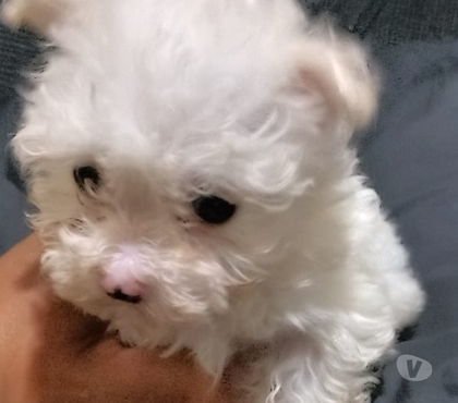 Mascotas en Venta La Granja Santiago - Fotos de Lindos poodle maltes