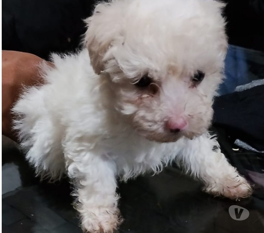 Gatos en Venta Santiago La Granja - Fotos de Lindos poodle maltes