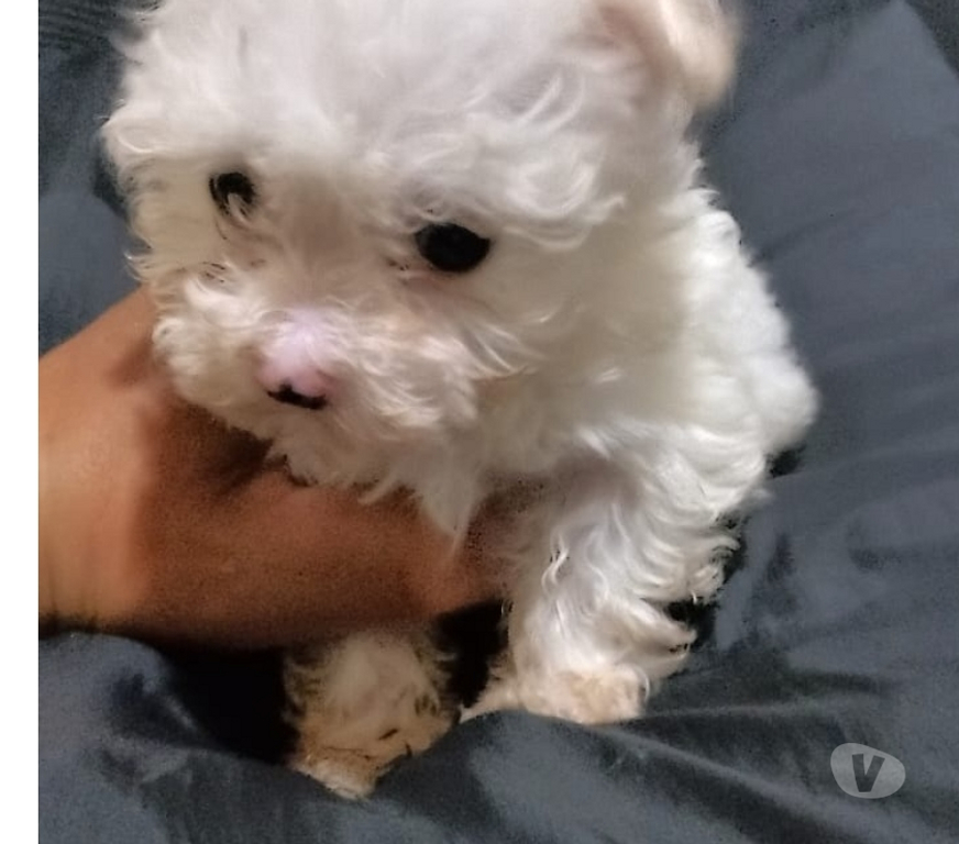 Gatos en Venta Santiago La Granja - Fotos de Lindos poodle maltes