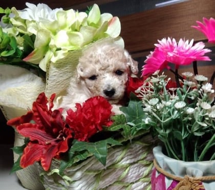 Perros en Venta Talca Talca - Fotos de Poodle toy mascotas