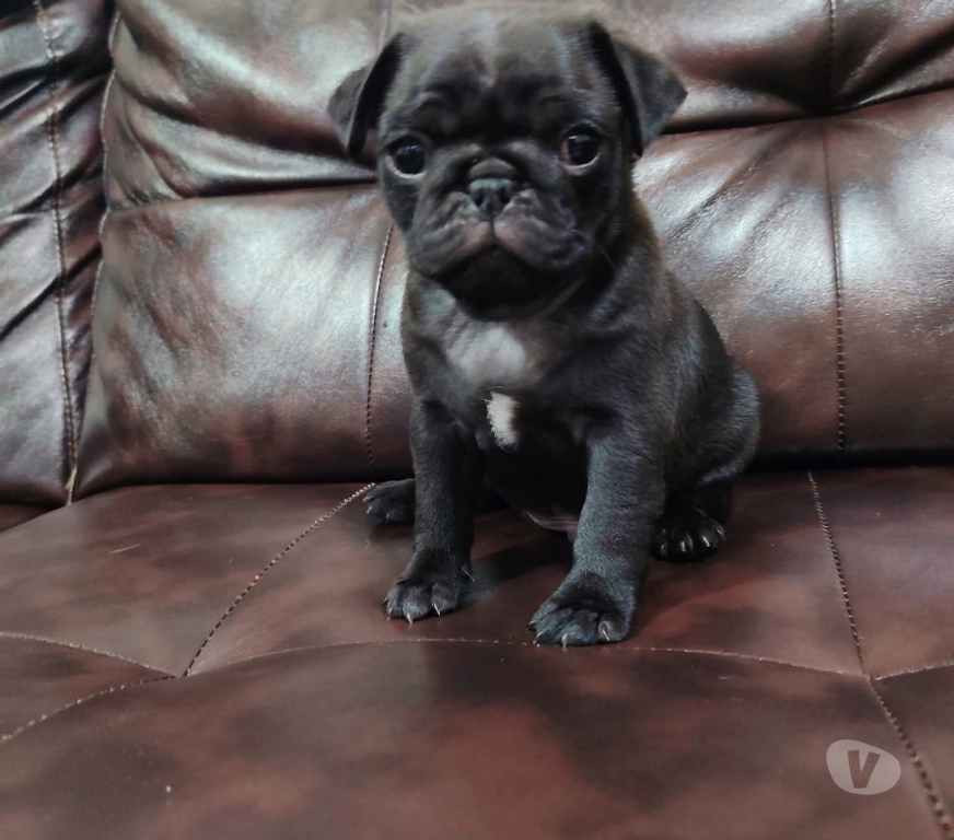 Gatos en Venta Talca Talca - Fotos de Últimos pug encantadores