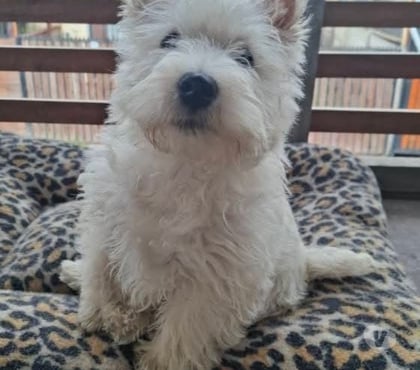 Venta de Mascotas Talca Talca - Fotos de Cachorros West vacunados