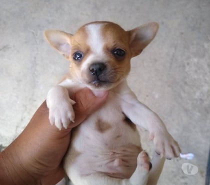 Perros en Venta Valdivia Valdivia - Fotos de Chihuahuas mini