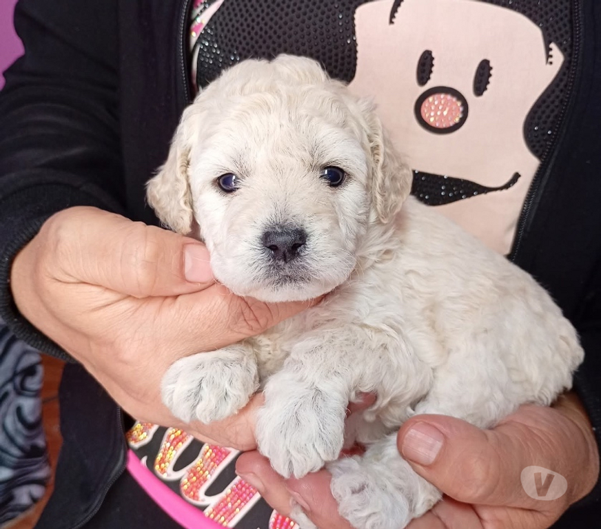 Gatos en Venta Valdivia Valdivia - Fotos de Pequeños poodle toy