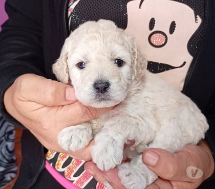 Venta de Mascotas Valdivia Valdivia - Fotos de Pequeños poodle toy