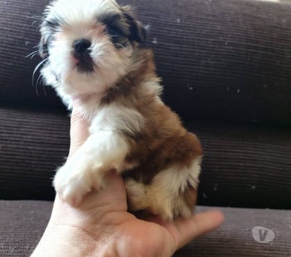 Mascotas en Venta Valdivia Valdivia - Fotos de Shih tzu toy bellos