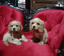 Cocker spaniel hermosos