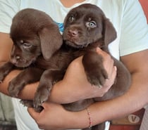 Cachorros labrador retriever